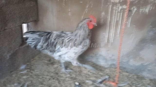 ديك أسترالوب سبلاش - 2