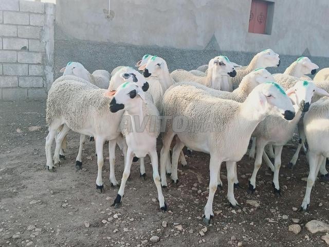 Bonne Sreddia à vendre