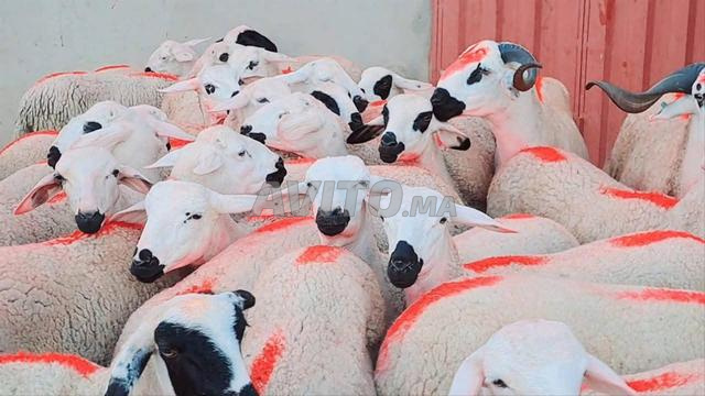 30 Sardines de bonne qualité à vendre