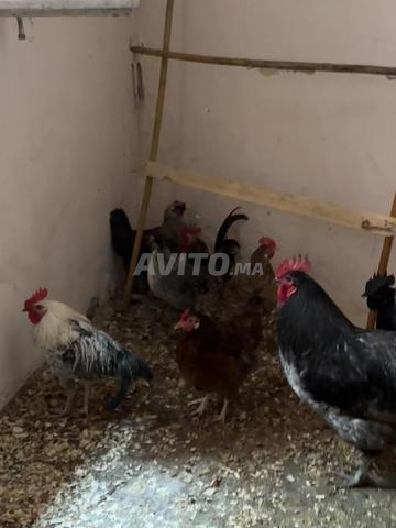 Coq Australorp pur - 2