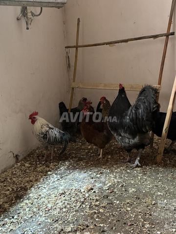 ديك أسترالوب أصيل