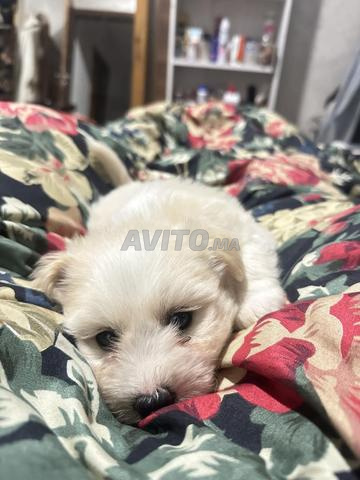 بيشون مالطي - 2