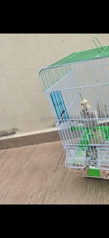 كالوبسيت مدريسي - 2