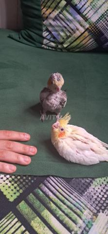 Bébés calopsitte dressés - 2