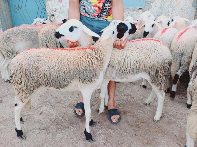 Annuelle Sarda nuisible