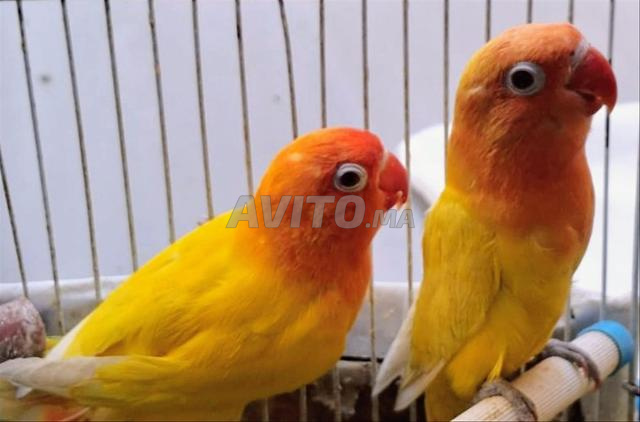 Inséparables Lotino - 2