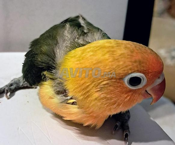 تزاوج طيور الحب - 2