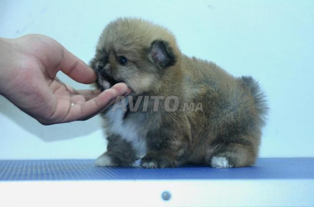 Spitz nain pomeranian - 2