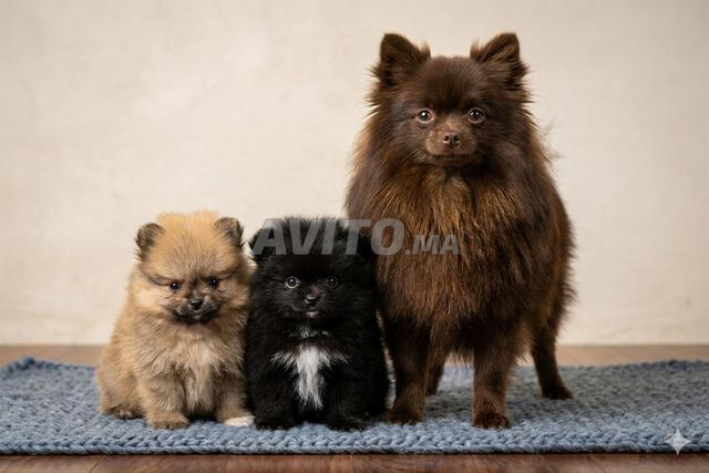 Spitz nain Pomeranian - 2