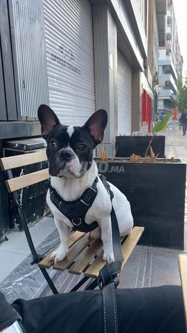 Bulldog français - 2