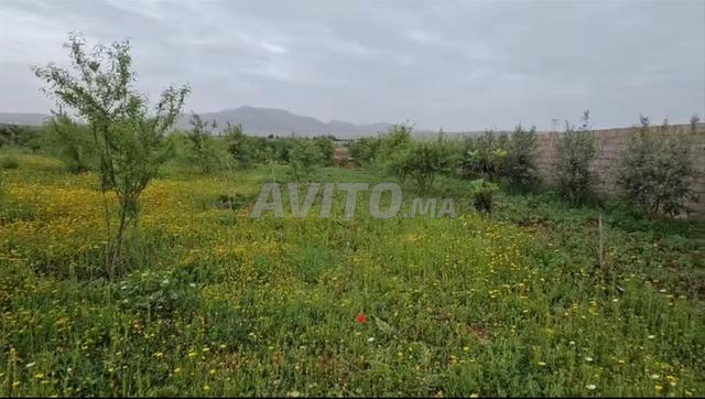 للبيع أرض مسجلة بشجر الزيتون واللوز - 2