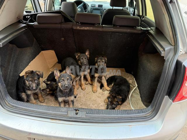 كلب الراعي الألماني - 2