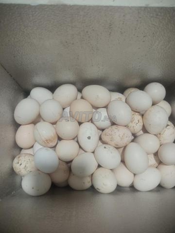 بيض بلدي - 2