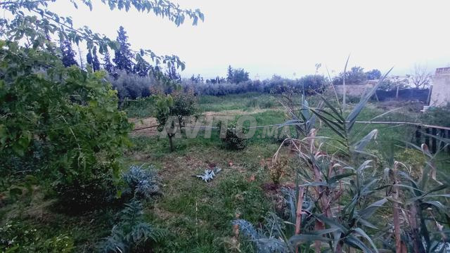 2 فيرمات هوتة للبيع - 2