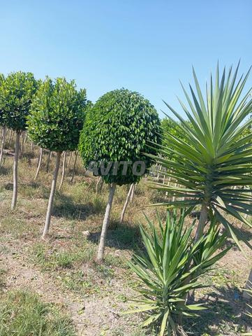 الدار البيضاء - 2