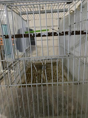 Cage à oiseaux, cage neuve - 2