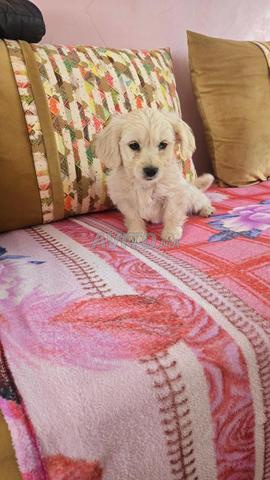 كلب بيشون ذكر