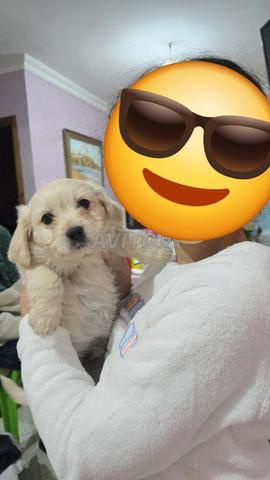 كلب بيشون ذكر - 2