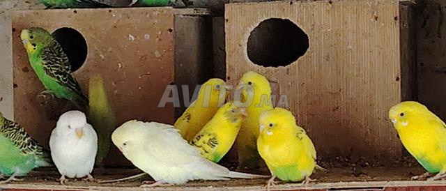 بيروش بادجي pirouch badji