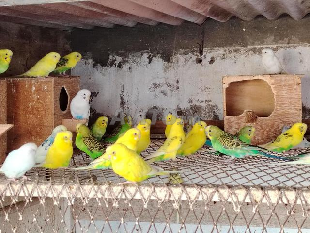 بيروش بادجي pirouch badji - 2