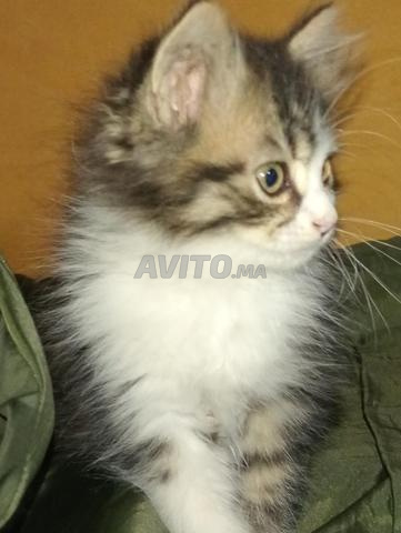 Chat Maine Coon à vendre - 2