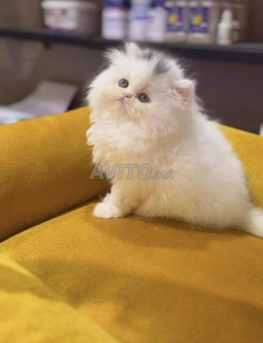 Persan Himalayen - 2