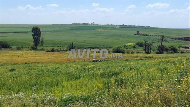 Terrains & Fermes Titrés Vue Mer – Sidi Rahal - 2
