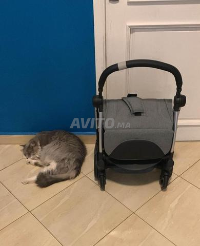 Poussette chicco goody plus grise