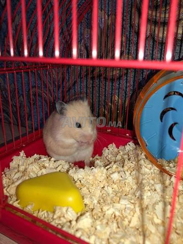 هامستر هامستر - 2