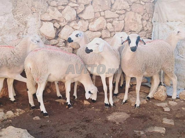 Belle race de pigeon à vendre