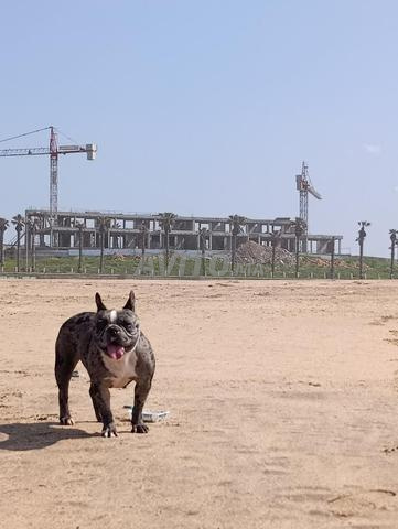 الألفة الويفق 1 زنقة 35 رقم دار 51 - 2