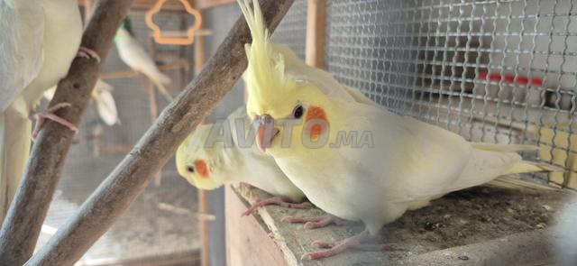 بيع كاسيكو صغير - 2