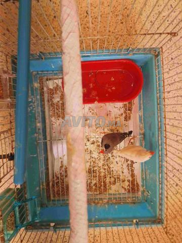 طيور الزيبرا للبيع بالدار البيضاء - 2