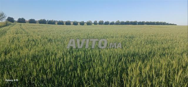 أرض في بير الجديد للسكن والاستثمار - 2