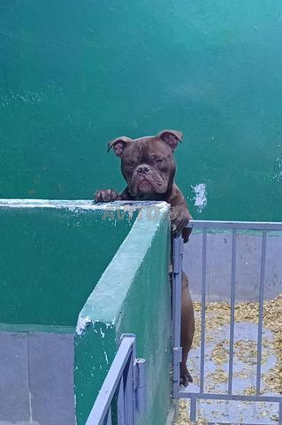 American Bully Micro