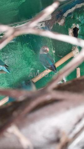 من يريد يتفضل - 2