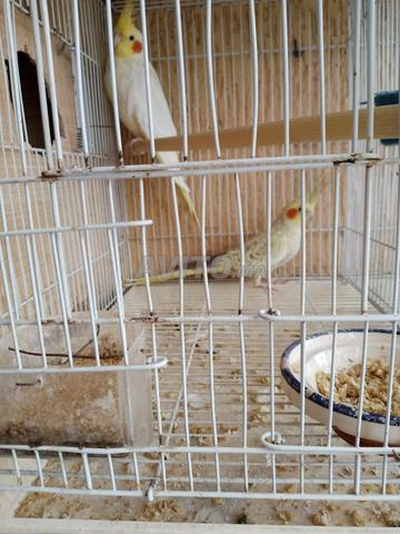 Couple de calopsittes à vendre - 2