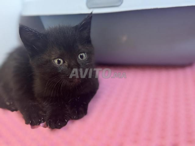 Chatons femelles à adopter - 2