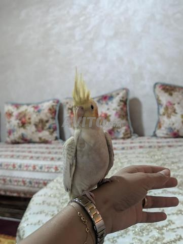 Oiseaux Calopsitte - 2