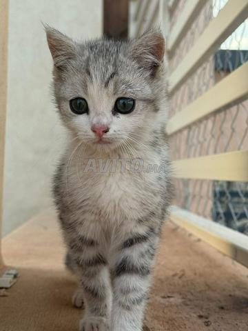 Scottish Straight gris affectueux et joueur 🐱💖