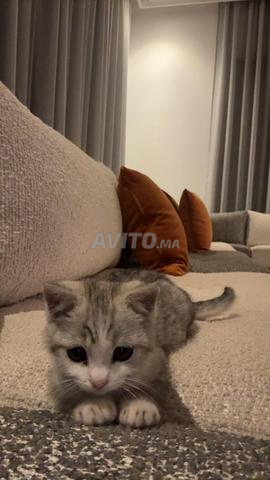 Scottish Straight gris affectueux et joueur 🐱💖 - 2