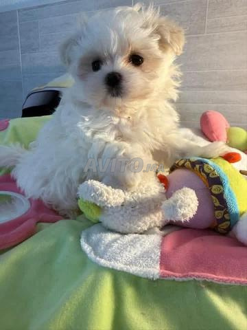Bichon Maltais 2 mois