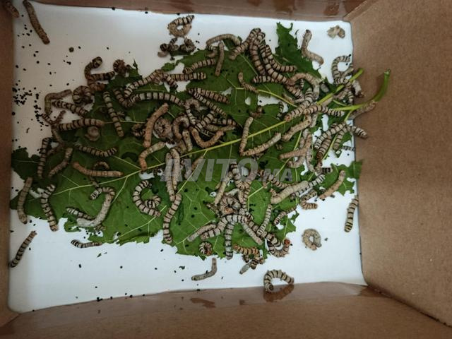 Vers de soie - Vers de soie - 2