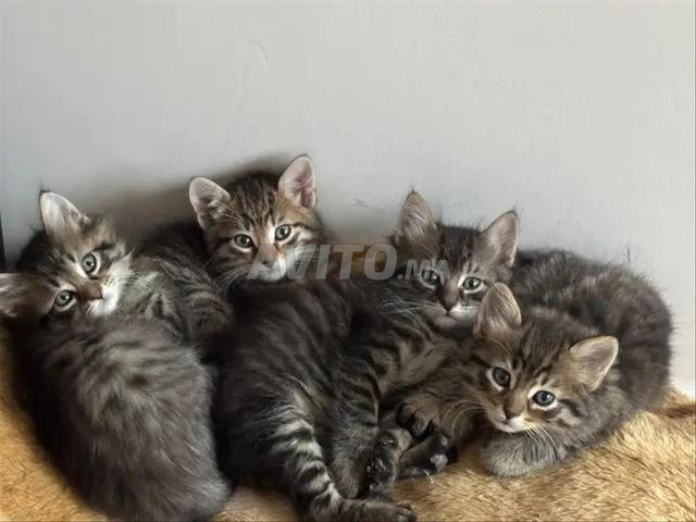 قط شيرازي نرويجي طويل الشعر