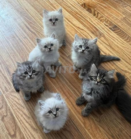 Des chatons trop mignons