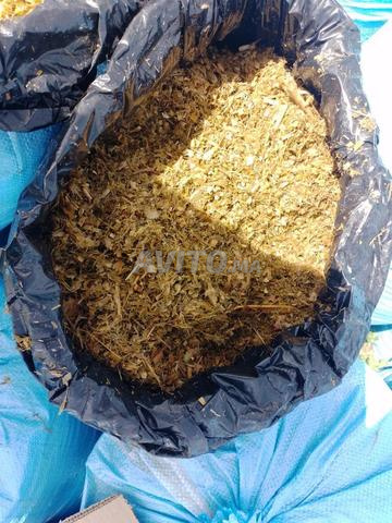 ذرة السيلاج علف السيلاج - 2