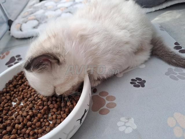 قط رغدول نقي رائع - 2