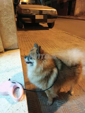 Femelle Spitz Pomeranian à vendre - 2