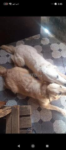 أنثى جولدن ريتريفر - 2