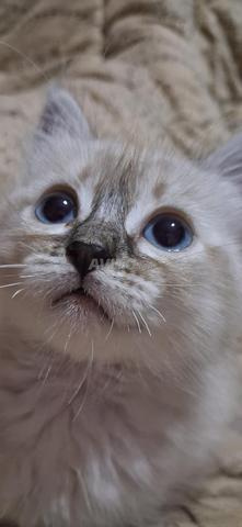 Chatons siamois himalaya 50 jours